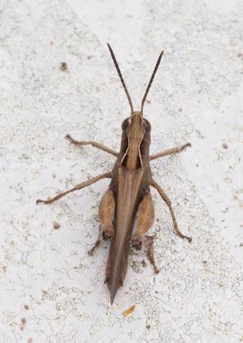 Omocestus rufipes